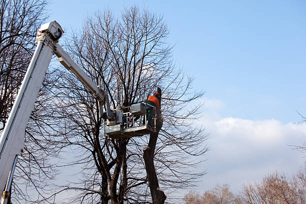 Trusted Channelview, TX Tree Services Experts