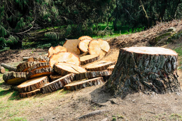 How Our Tree Care Process Works  in  Channelview, TX